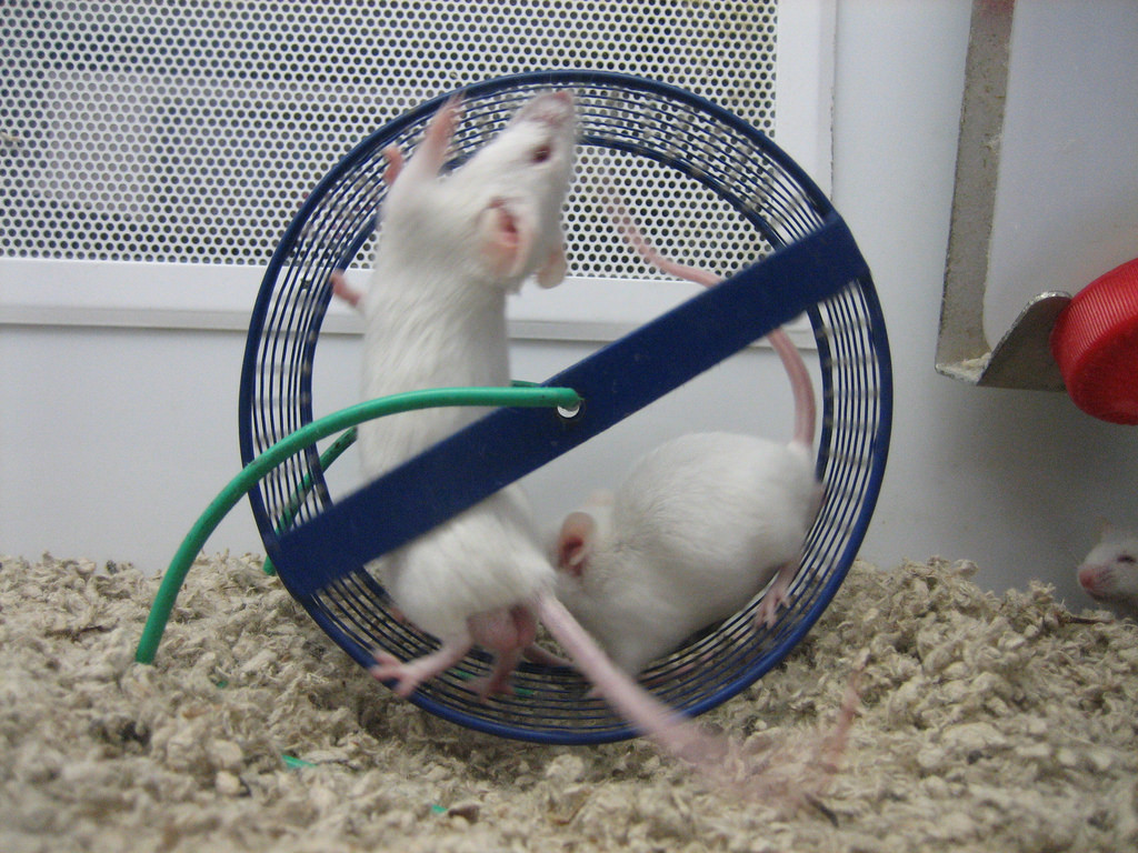 Laboratory mice